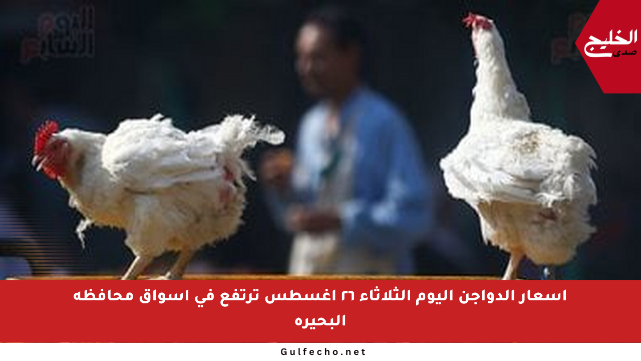 أسعار الدواجن اليوم الثلاثاء ٢٦ أغسطس ترتفع في أسواق محافظة البحيرة